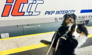 Dwa psy na peronie PKP Intercity. Zastanawiasz się, ile kosztuje bilet dla psa PKP? Sprawdź regulamin przewoźnika.