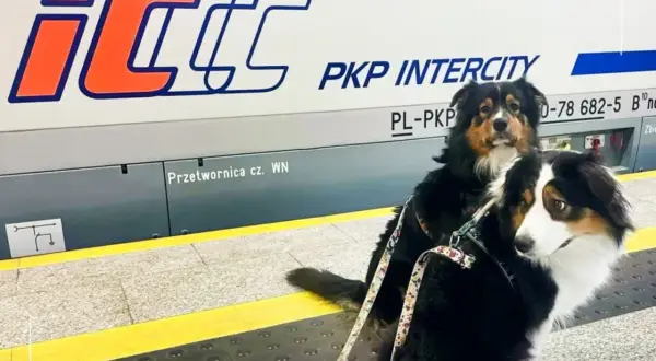Dwa psy na peronie PKP Intercity. Zastanawiasz się, ile kosztuje bilet dla psa PKP? Sprawdź regulamin przewoźnika.