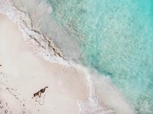 Pies na plaży rysuje serce, idealne miejsce na wycieczkę na Bahamy.